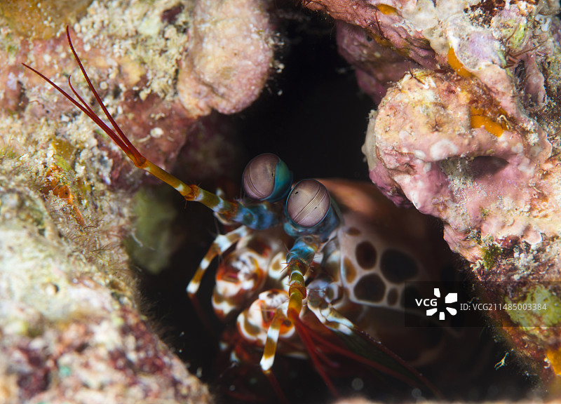 珊瑚礁上的螳螂虾图片素材