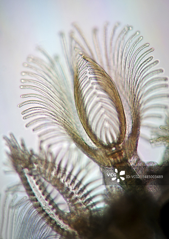 苔藓动物浅显显微照片图片素材