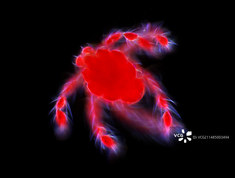 水螨显微照片图片素材