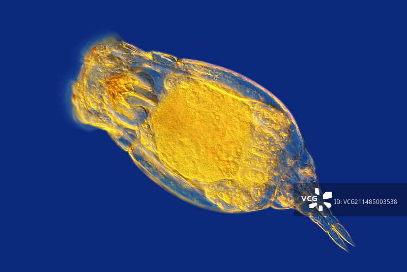 轮虫显微照片图片素材