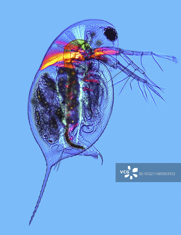 水蚤显微照片图片素材