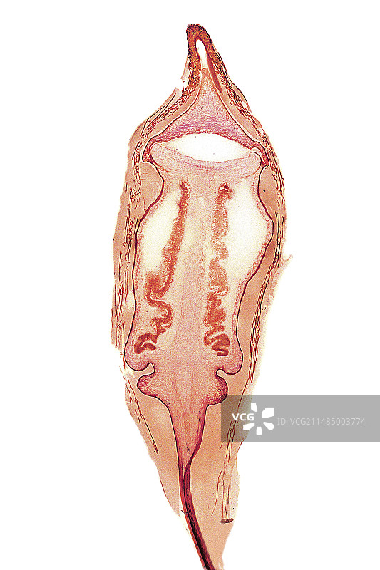 美丽金发藓孢子体图片素材