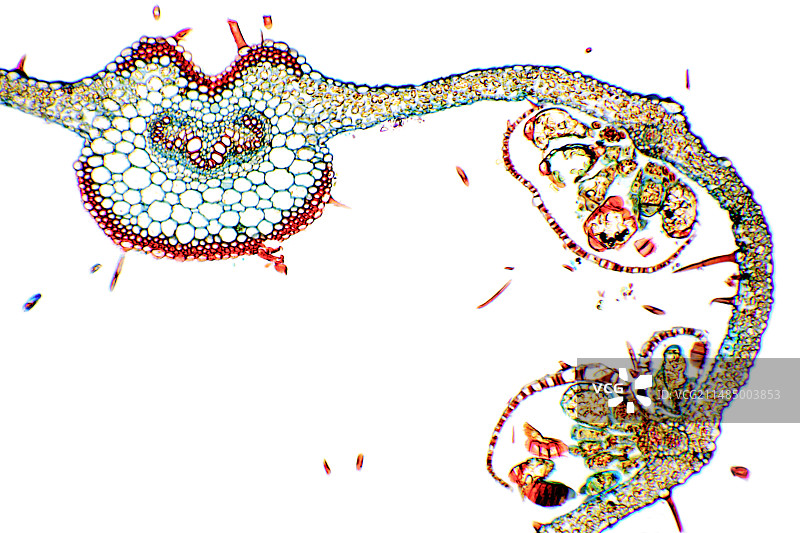 铁线蕨叶图片素材