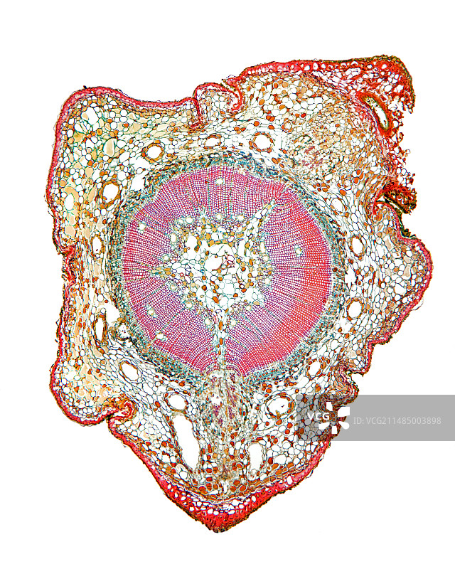 苏格兰松树幼苗图片素材