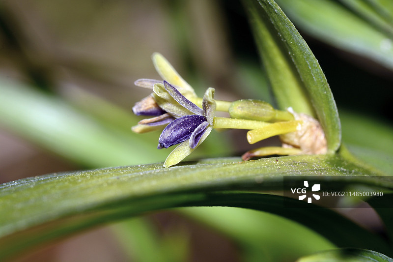 舌叶百合花图片素材