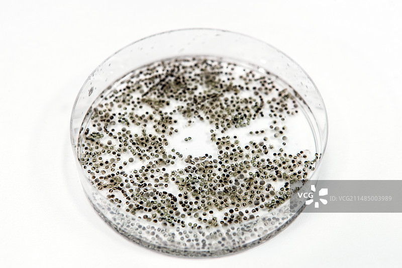 非洲爪蟾卵母细胞图片素材