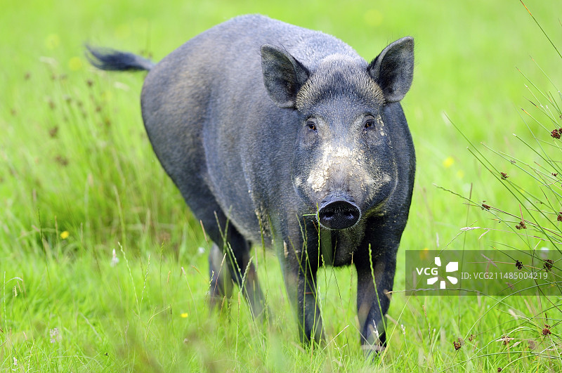 野猪图片素材
