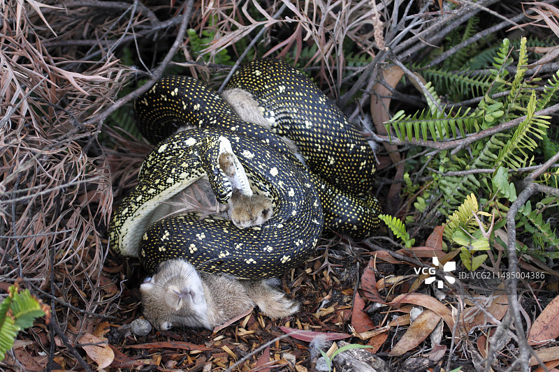 蟒蛇缠绕兔子图片素材