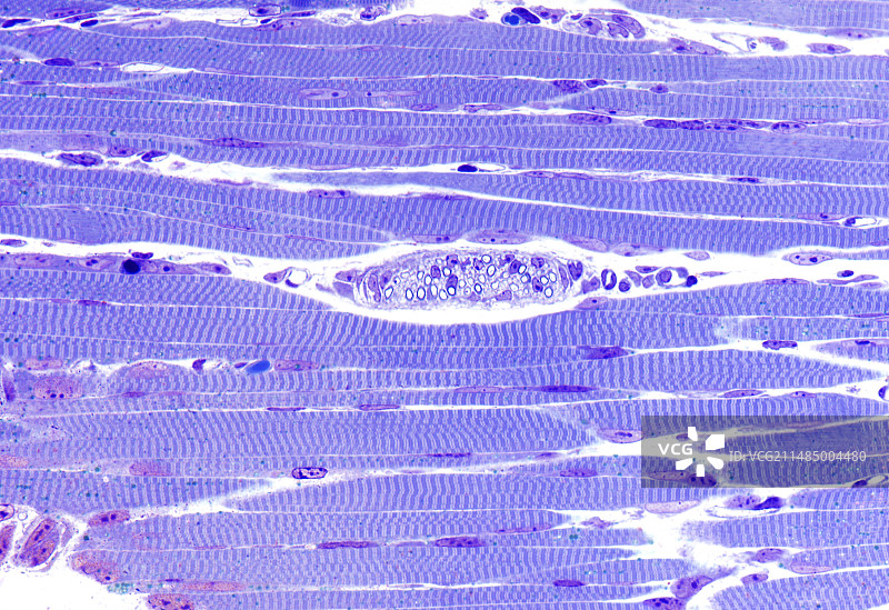 骨骼肌显微照片图片素材