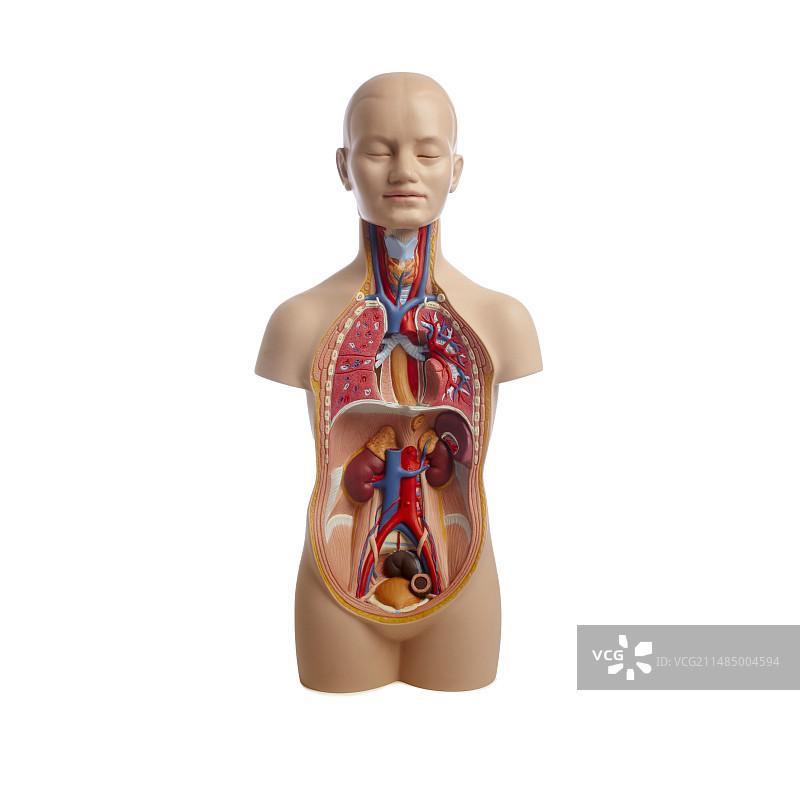 人体解剖教学模型图片素材