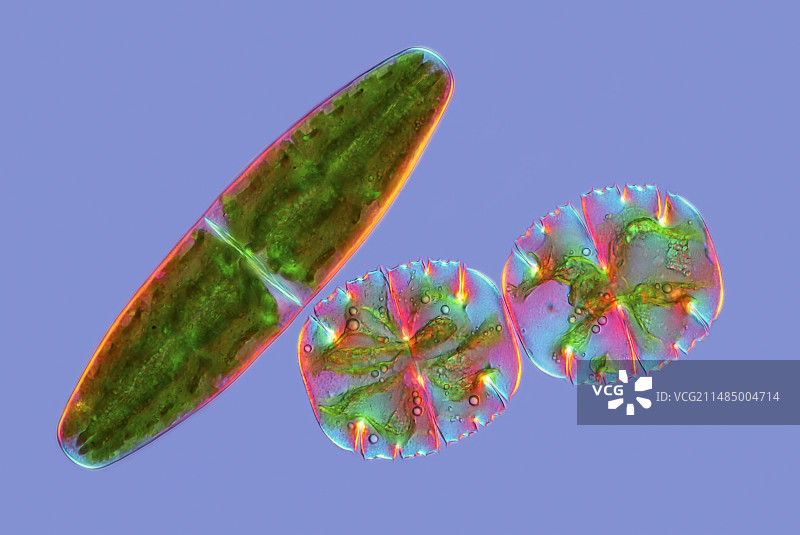 鼓藻，光学显微照片图片素材