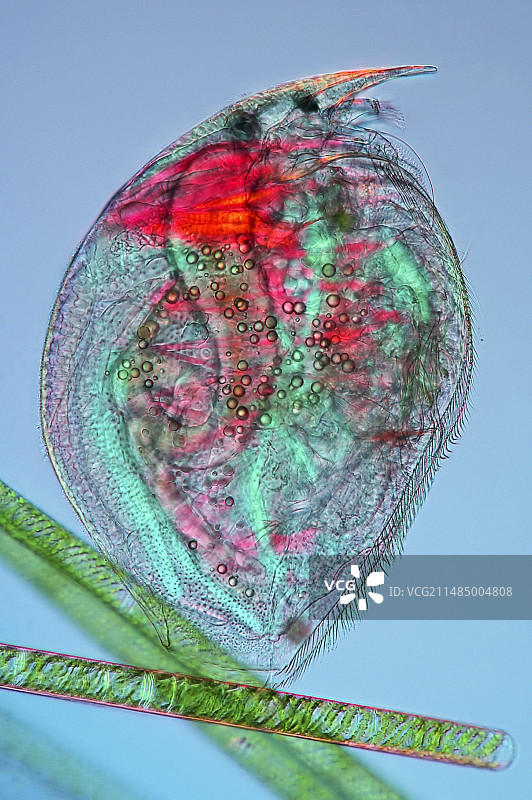 水蚤显微照片图片素材