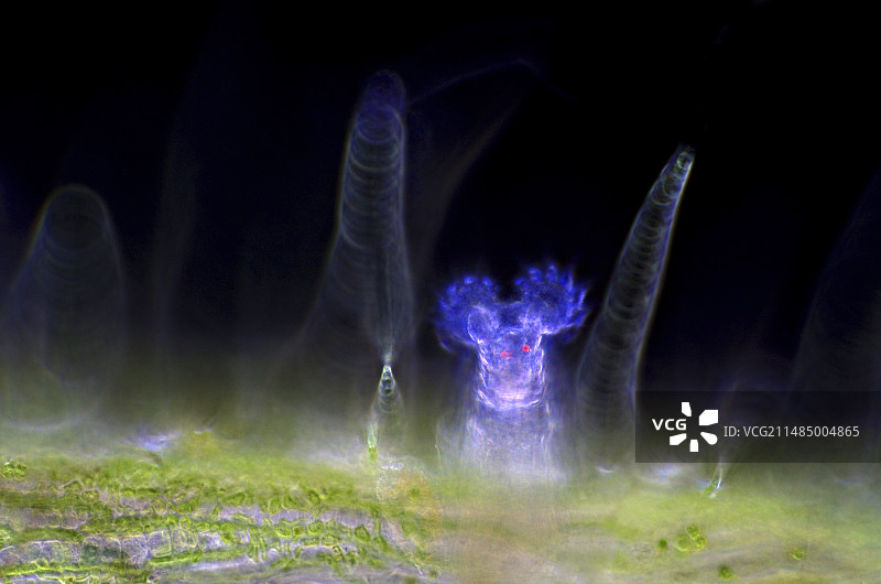 晶囊轮虫显微照片图片素材