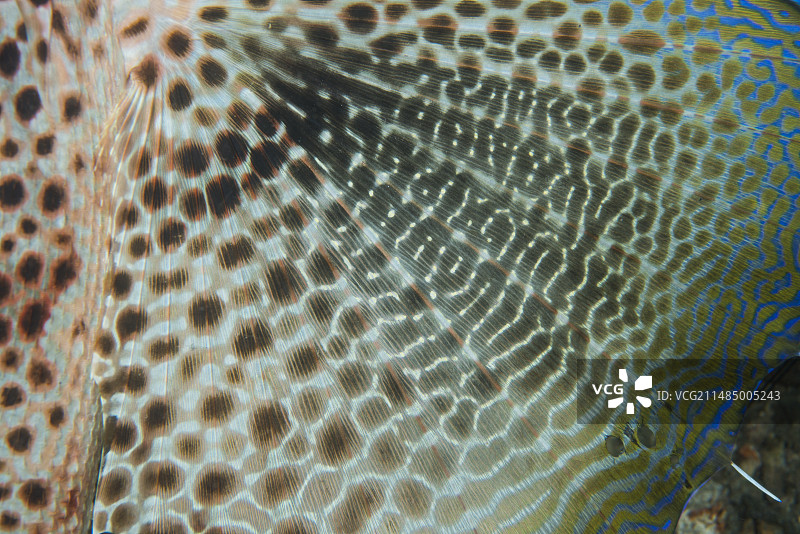 鲂鮄鱼的“翅膀”图片素材