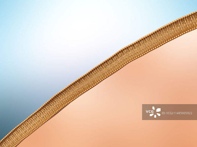 脂质膜插图图片素材