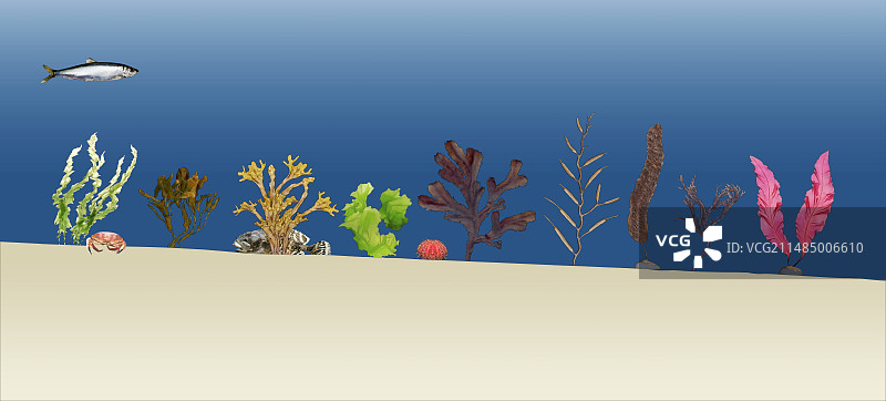 海洋植物插画图片素材