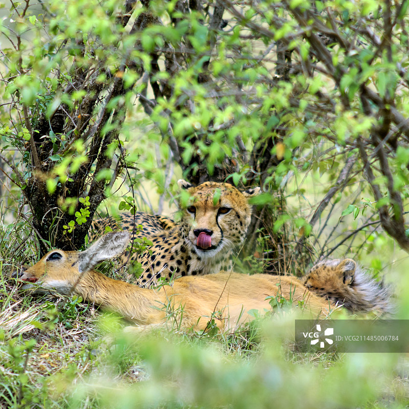 猎豹捕食猎物图片素材