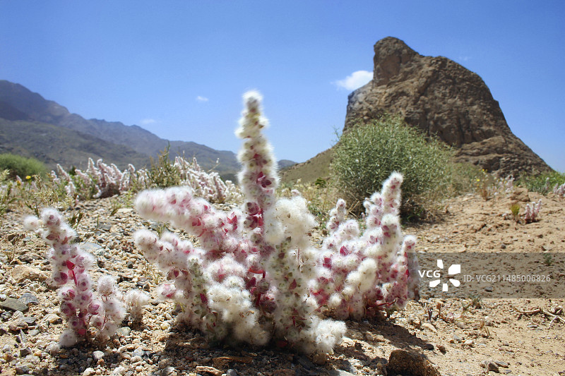 伊朗的鹰山图片素材