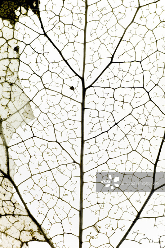 常春藤的叶子骨架图片素材