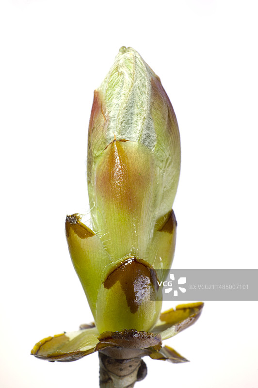 七叶树的嫩芽图片素材