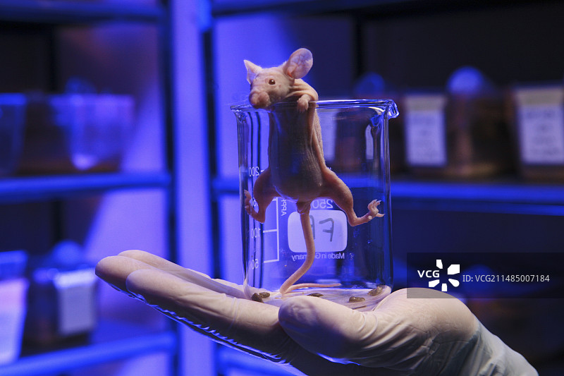 实验室突变光头鼠图片素材