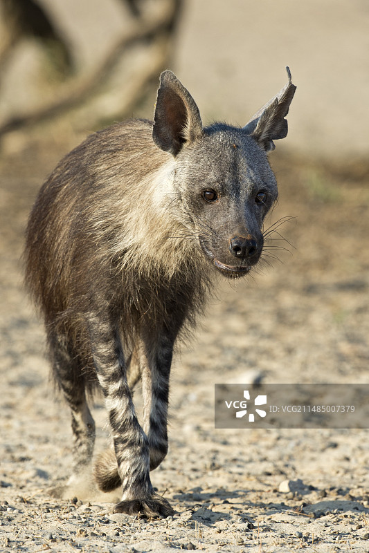 棕色鬣狗图片素材