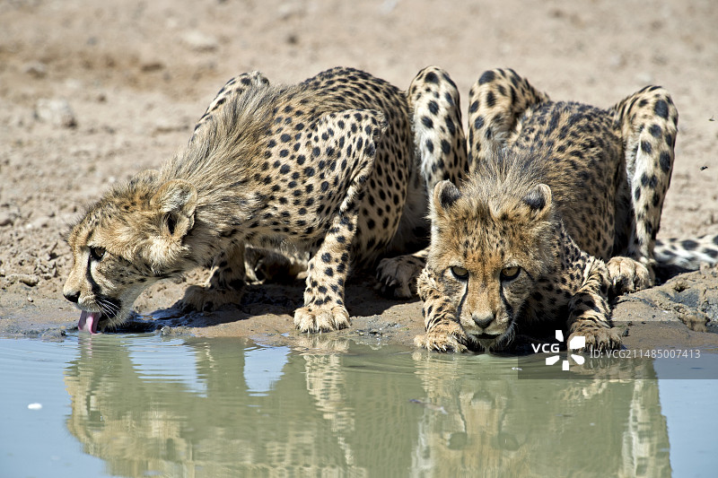 正在喝水的亚成年猎豹图片素材