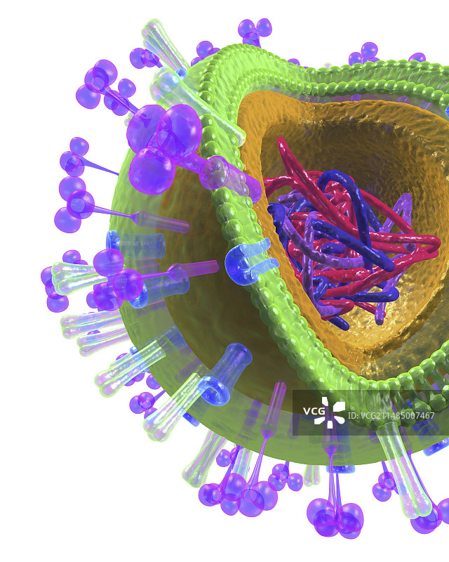 流感病毒结构艺术图图片素材