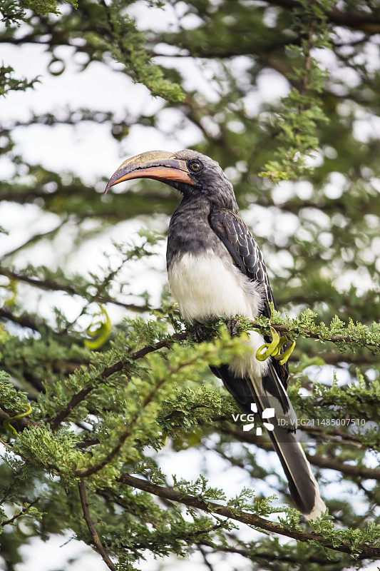 赫氏弯嘴犀鸟图片素材