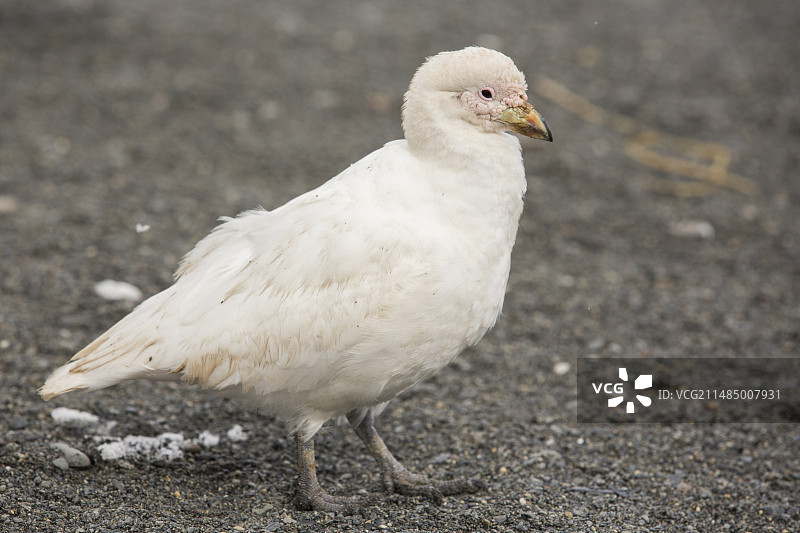 雪白色的南极海鸟图片素材