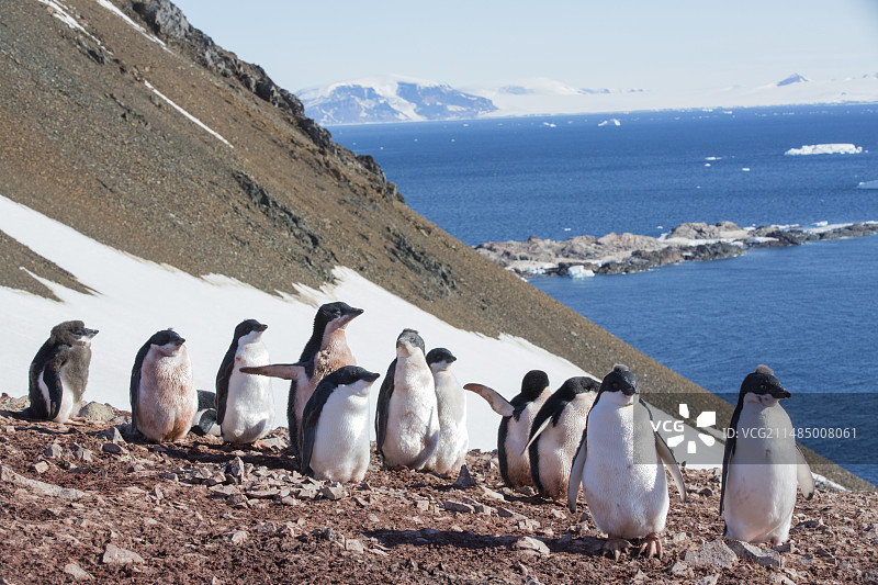 阿德利企鹅图片素材