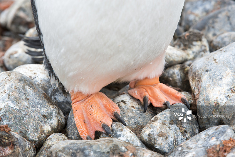 汉娜角的巴布亚企鹅图片素材
