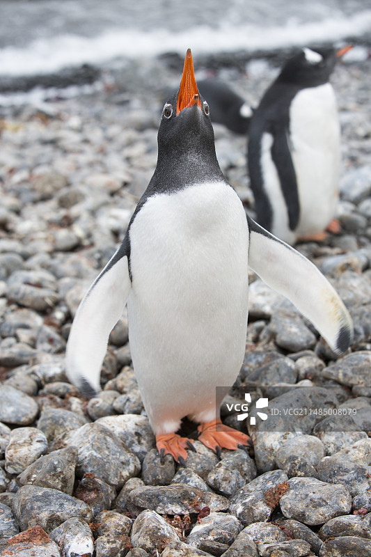 汉娜角的巴布亚企鹅图片素材