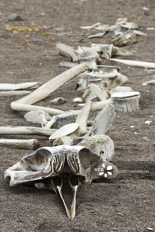 小型喙鲸的骨骼图片素材