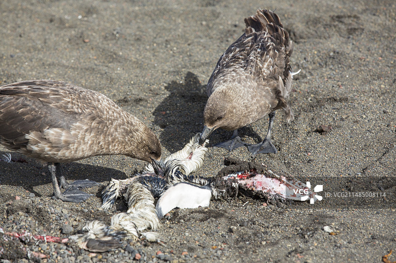 南极贼鸥觅食图片素材