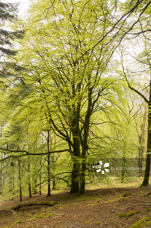 春天山毛榉树图片素材
