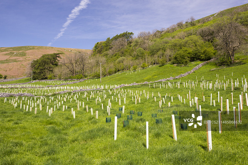 林地恢复和树木种植图片素材