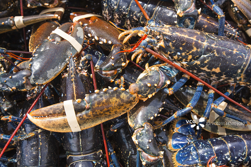 在克拉斯特附近捕获的龙虾图片素材