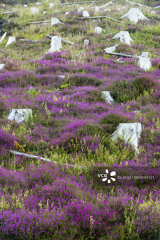 石楠花生长，砍伐后的针叶林图片素材