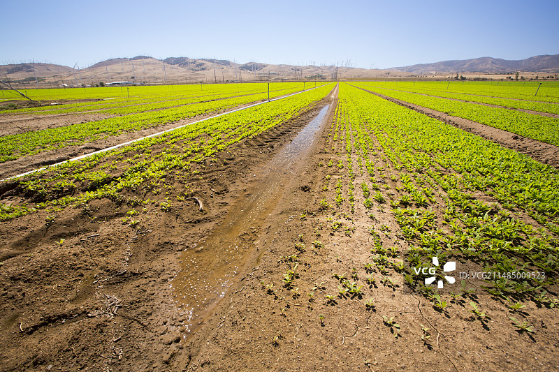 特哈查比山口灌溉的农作物图片素材