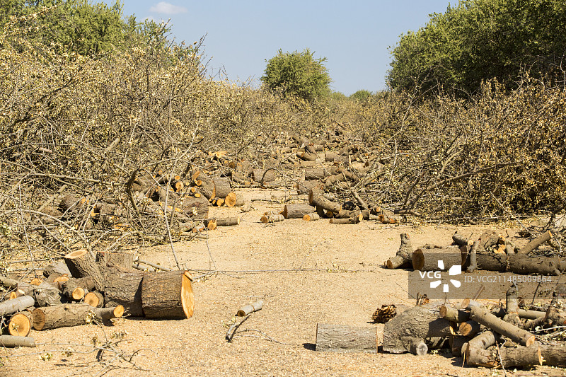 杏仁树林被砍伐图片素材