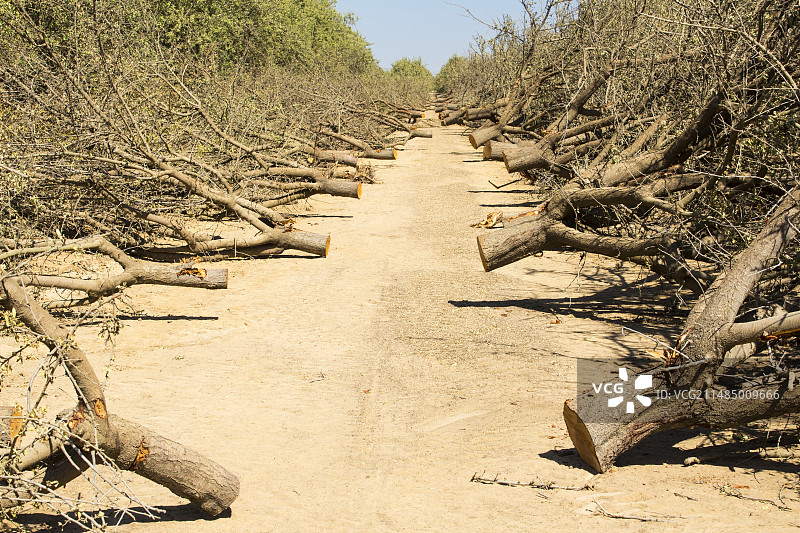 杏仁树林被砍伐图片素材