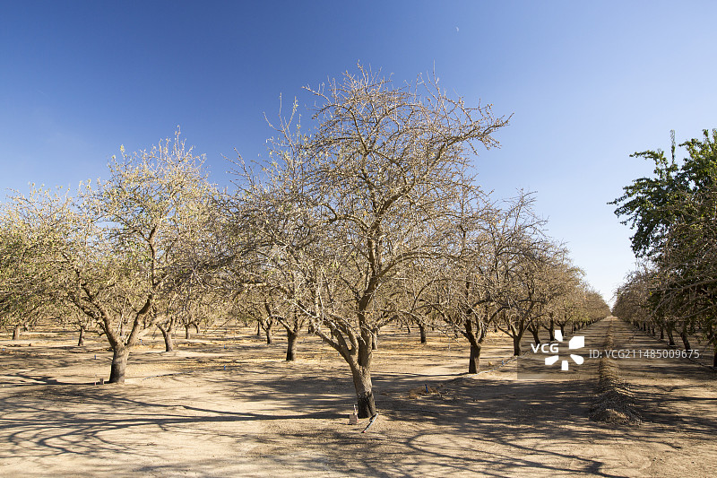 枯萎的杏树图片素材