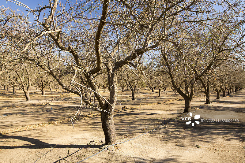 枯萎的杏树图片素材