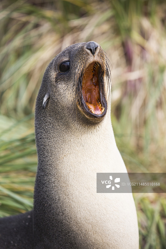 南极毛皮海狮图片素材