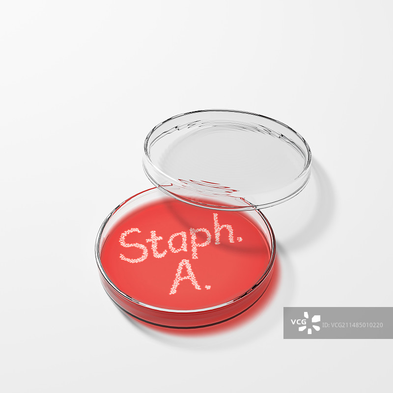 培养皿中的金黄色葡萄球菌，图示图片素材