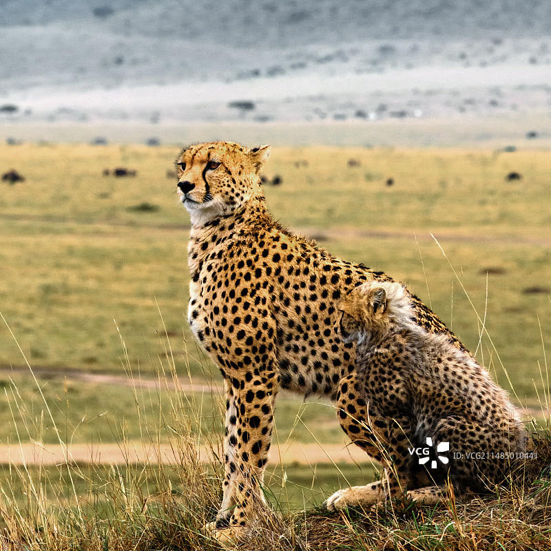肯尼亚猎豹图片素材