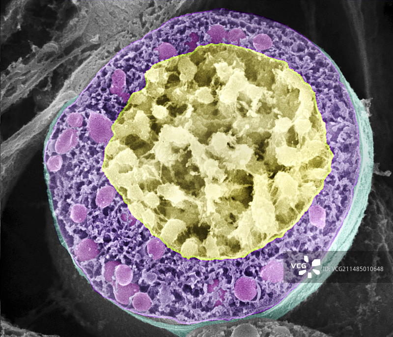 花粉细胞分裂（扫描电镜）图片素材