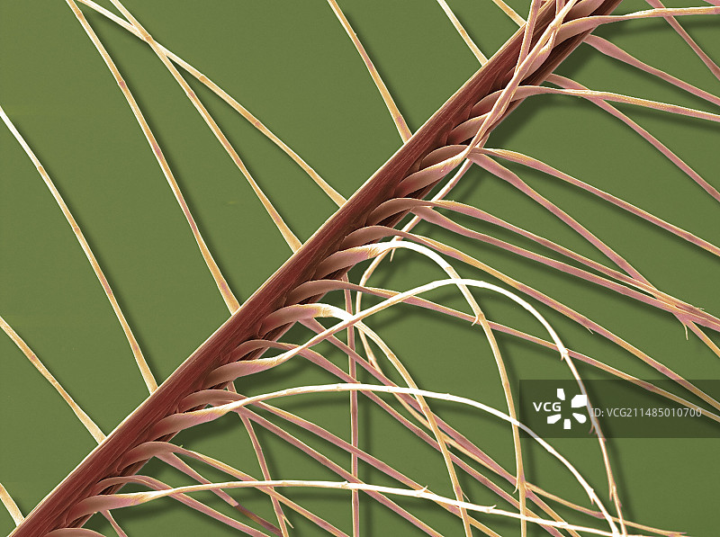 羽绒，扫描电镜图图片素材