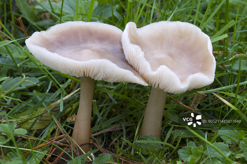 黄盖牛肝菌图片素材